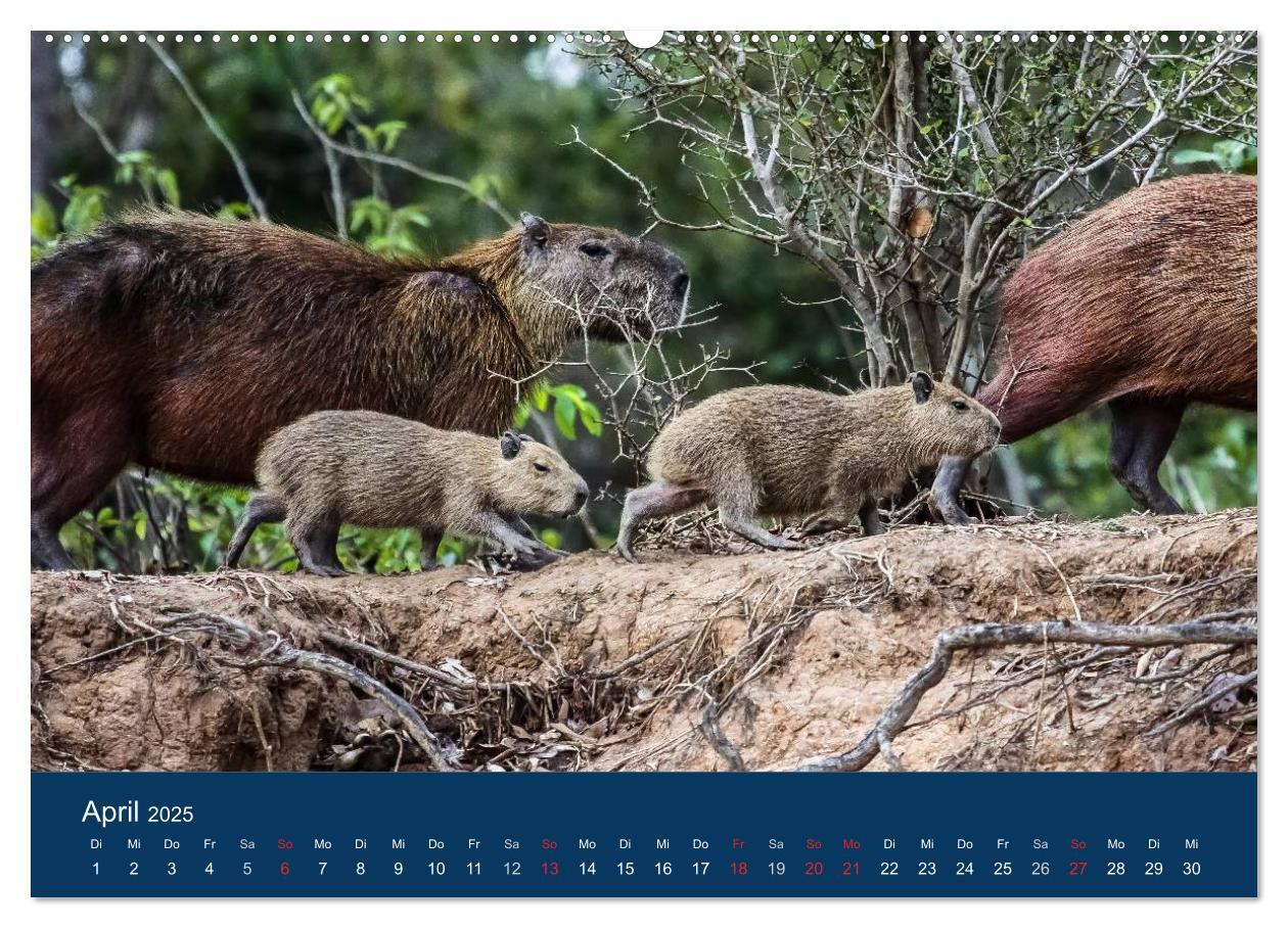 Bild: 9783435686636 | Brasilien tierisch gut 2025 (Wandkalender 2025 DIN A2 quer),...