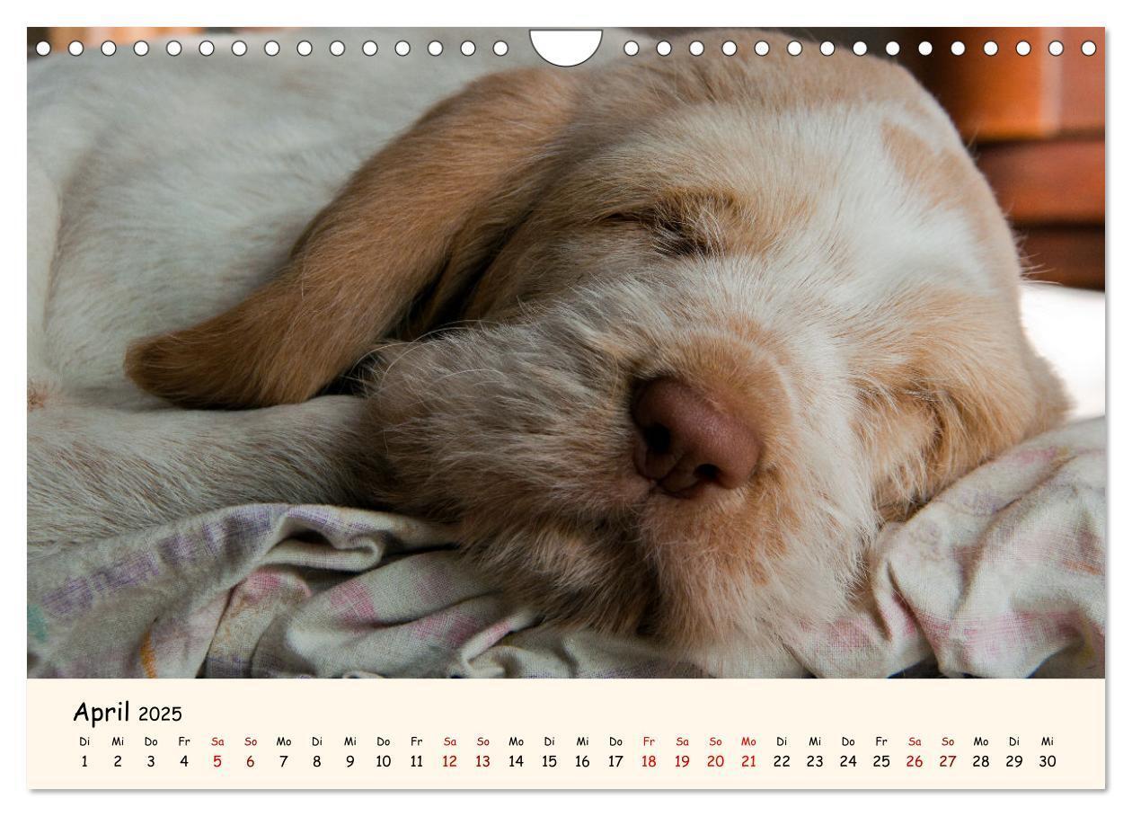 Bild: 9783435054275 | Spinone Italiano Welpen - Kleine Clowns (Wandkalender 2025 DIN A4...