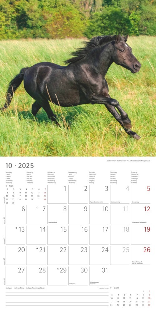 Bild: 4251732343040 | Alpha Edition - Ponys 2025 Broschürenkalender, 30x30cm,...