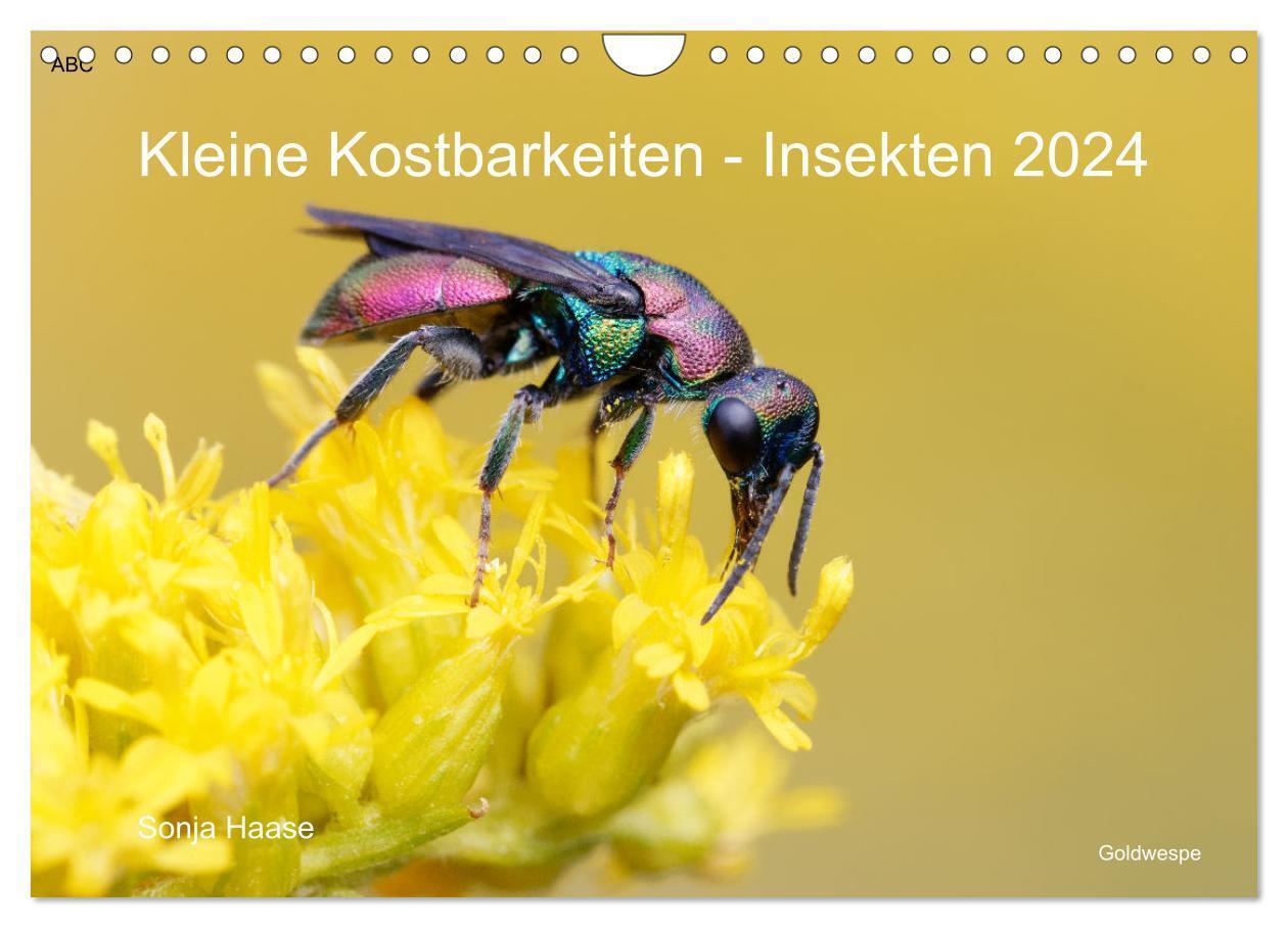 Cover: 9783675722682 | Kleine Kostbarkeiten Insekten (Wandkalender 2024 DIN A4 quer),...