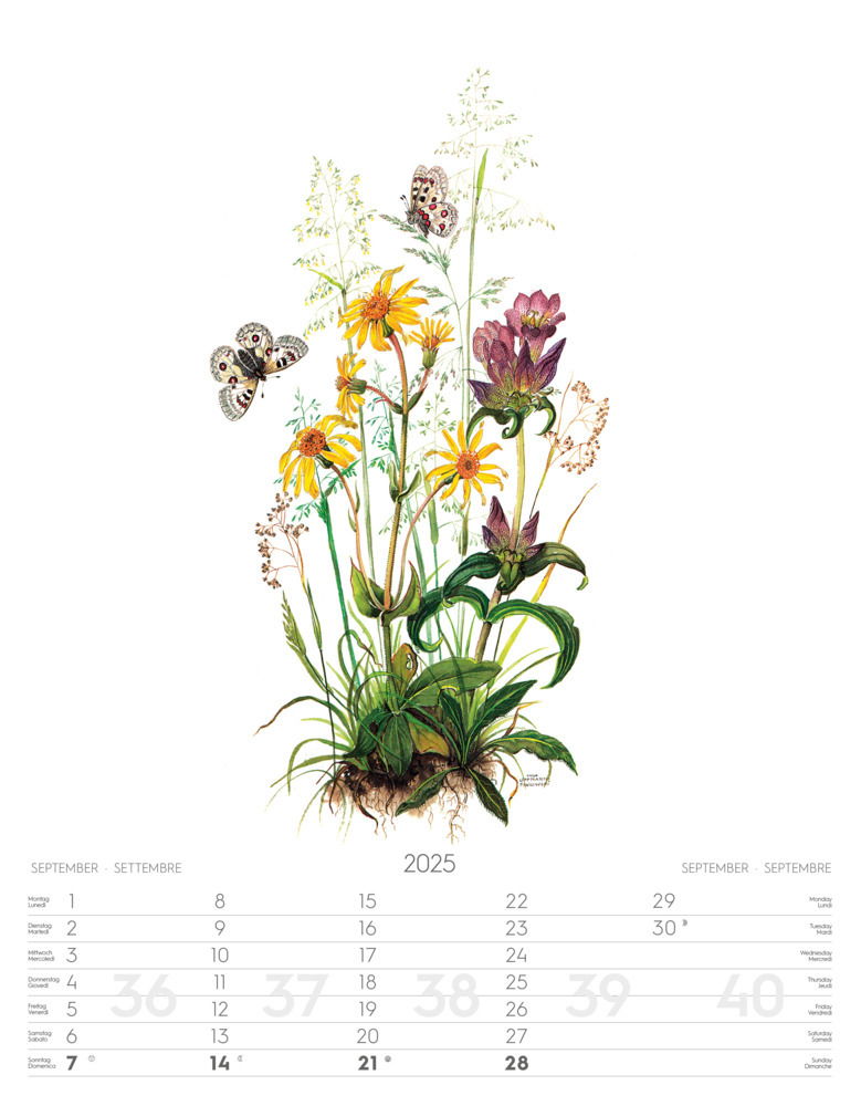 Bild: 9788868397432 | Alpenblumen-Aquarelle Kalender 2025 | Athesia-Tappeiner Verlag | 14 S.