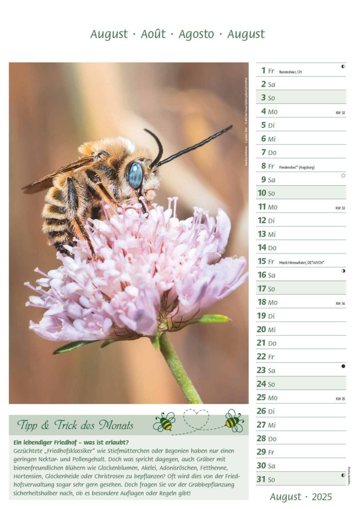 Bild: 4251732344399 | Bienen 2025 23,7x34 | Alpha Edition | Kalender | 28 S. | Deutsch