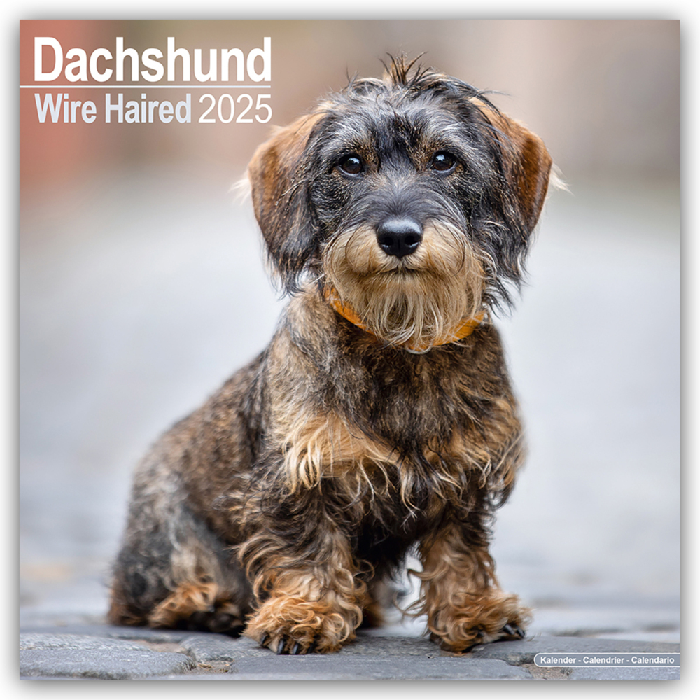 Cover: 9781804603352 | Wirehaired Dachshund - Rauhhaardackel 2025 - 16-Monatskalender | Ltd