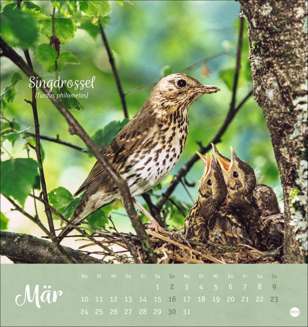 Bild: 9783756407125 | Vögel in unseren Gärten Postkartenkalender 2025 | Heye | Kalender