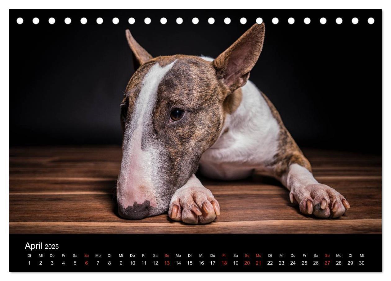 Bild: 9783435557431 | Bullterrier (Tischkalender 2025 DIN A5 quer), CALVENDO Monatskalender