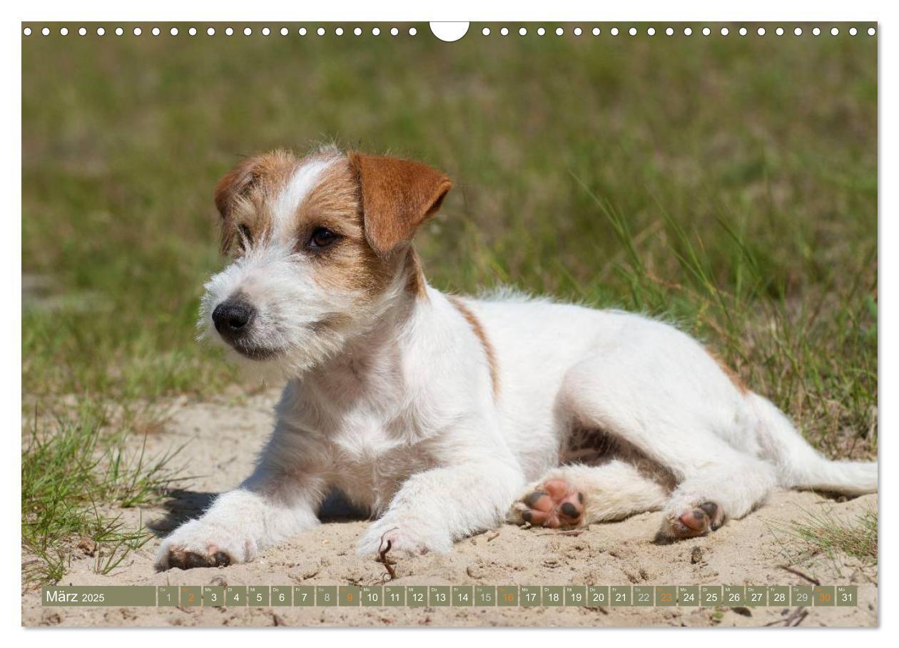 Bild: 9783435633616 | Faszination Terrier (Wandkalender 2025 DIN A3 quer), CALVENDO...