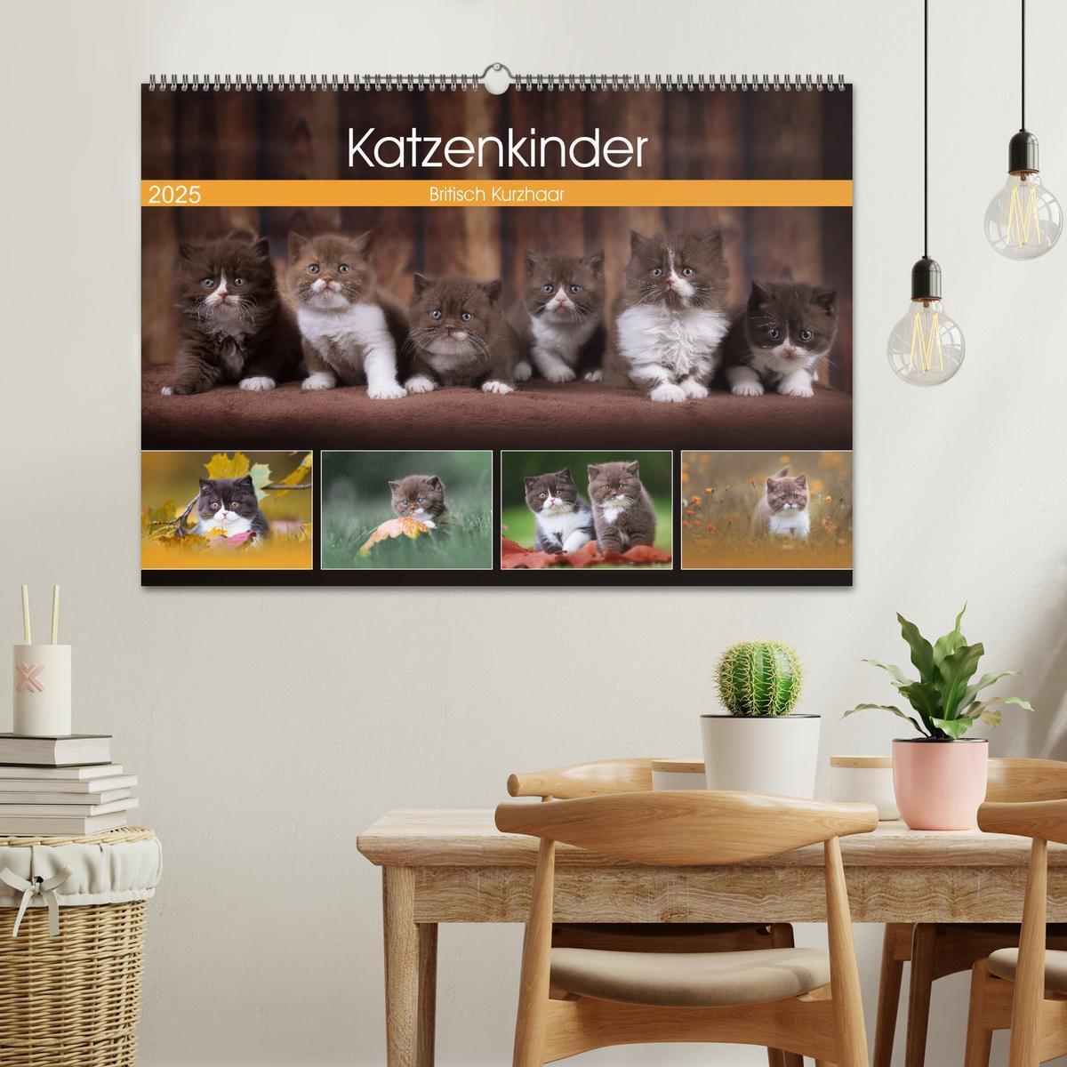 Bild: 9783435340941 | Katzenkinder - Britisch Kurzhaar (Wandkalender 2025 DIN A2 quer),...