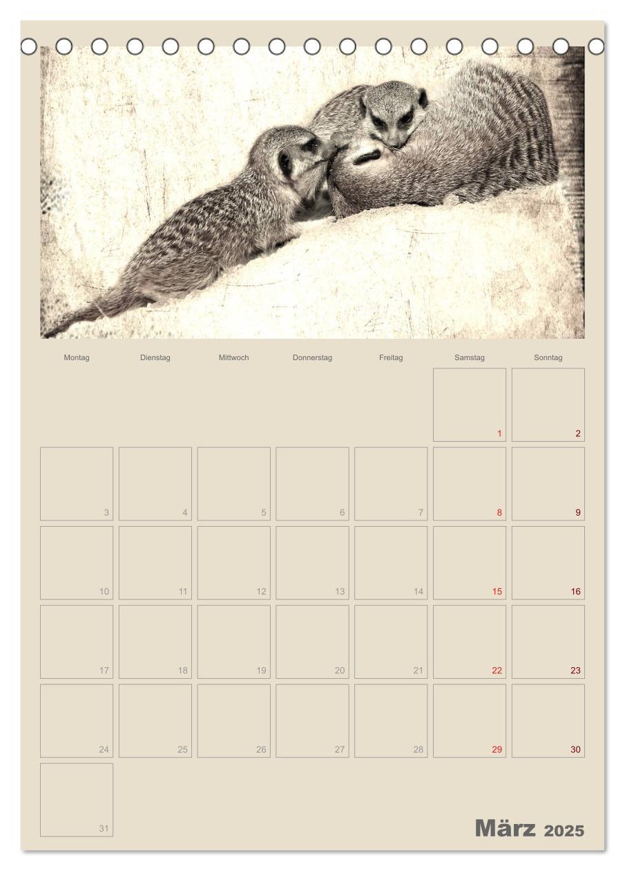 Bild: 9783457080115 | Lustige Erdmännchen (Tischkalender 2025 DIN A5 hoch), CALVENDO...