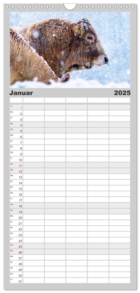 Bild: 9783457104378 | Familienplaner 2025 - Kuh und Co. mit 5 Spalten (Wandkalender, 21 x...