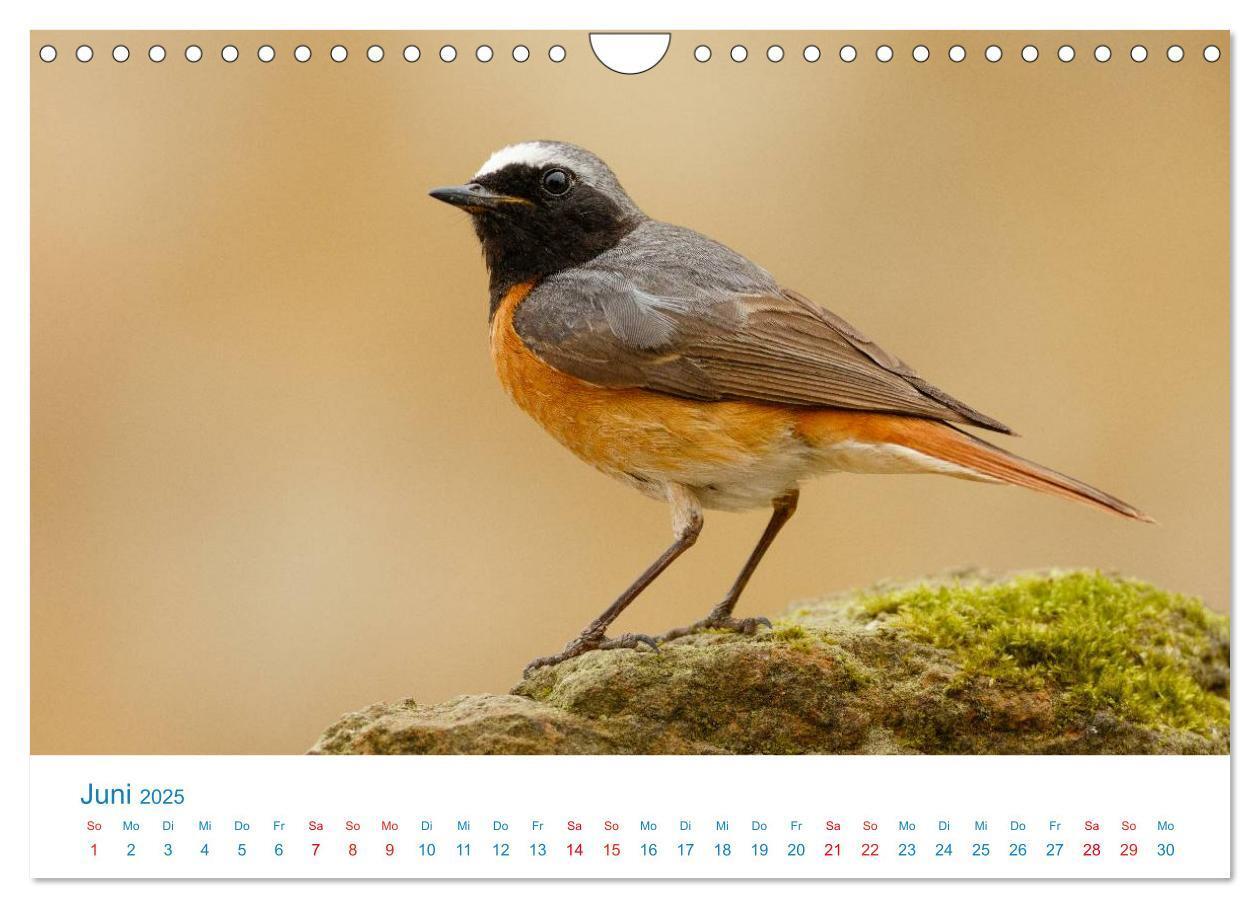 Bild: 9783435464838 | Singvögel - 12 Arten im Garten (Wandkalender 2025 DIN A4 quer),...