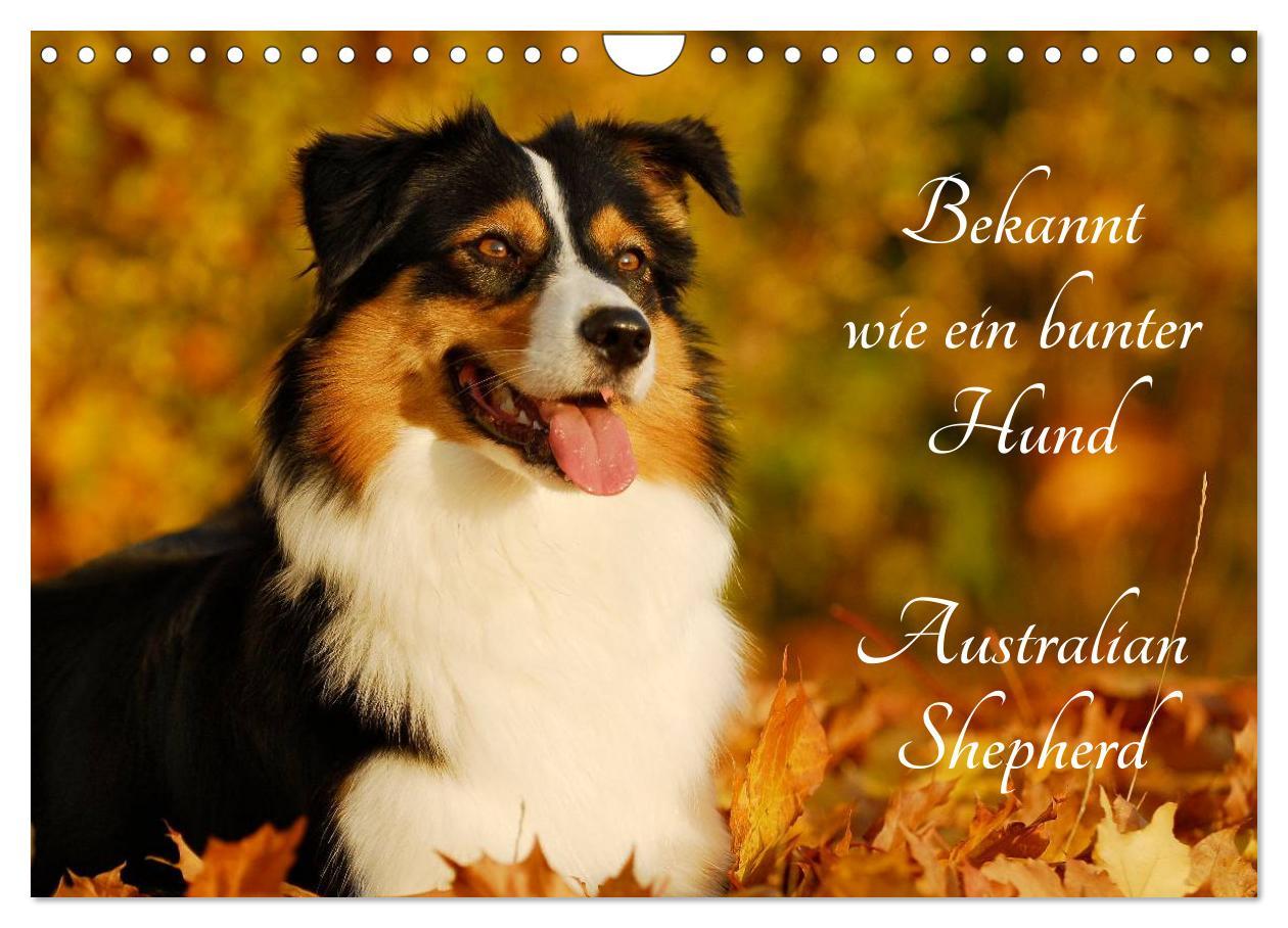 Cover: 9783435571451 | Bekannt wie ein bunter Hund. Australian Shepherd (Wandkalender 2025...