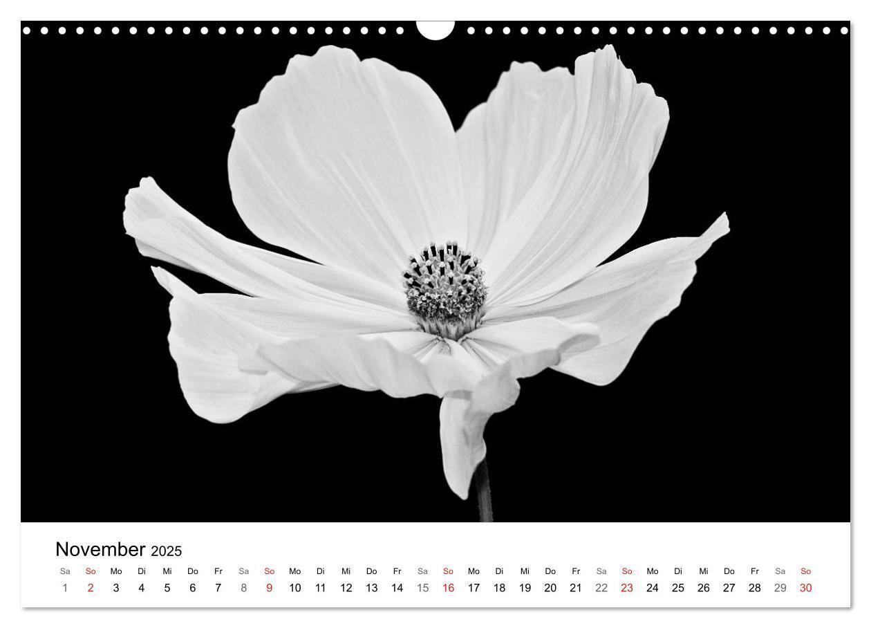 Bild: 9783435642892 | Blumen 2025, Schwarz-Weiß (Wandkalender 2025 DIN A3 quer), CALVENDO...