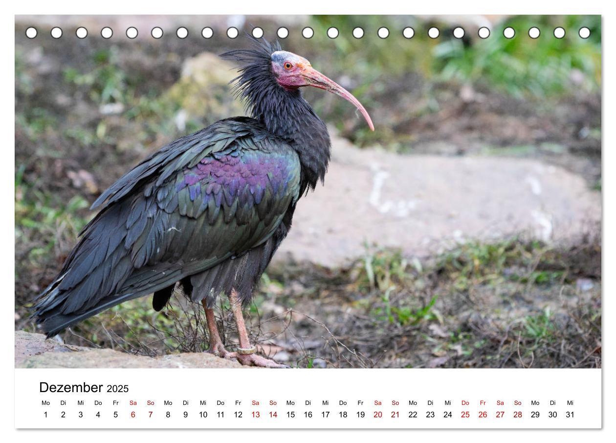 Bild: 9783435135714 | Der Waldrapp - Ein skurriler Vogel (Tischkalender 2025 DIN A5...