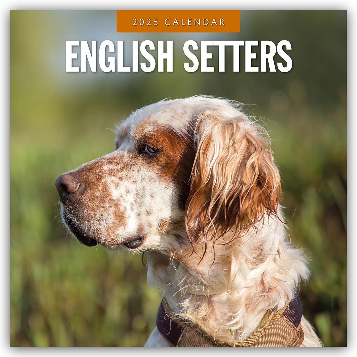 Cover: 9781804424599 | English Setters - Englisch Setter 2025 - 16-Monatskalender | Robin Red