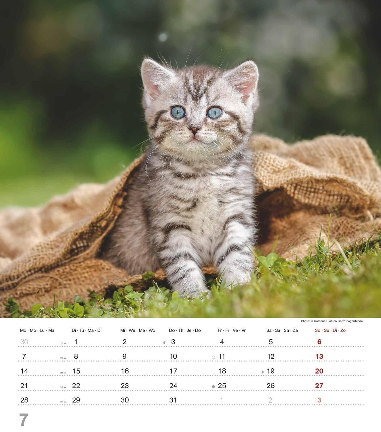 Bild: 4251732342159 | Niedliche Katzenkinder 2025 - Wand-Kalender - Tier-Kalender - 30x34