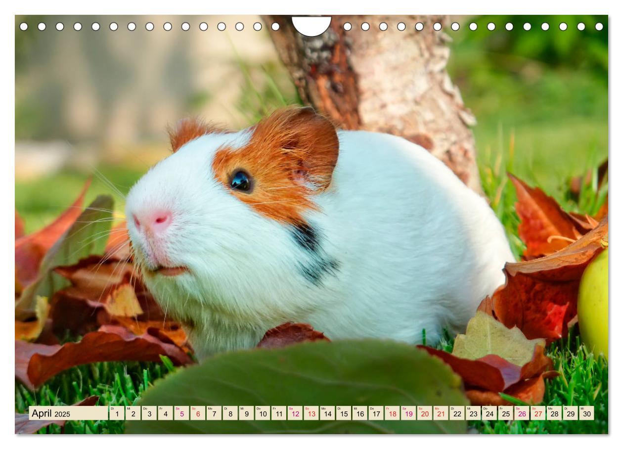 Bild: 9783435365272 | Meerschweinchen - so süß (Wandkalender 2025 DIN A4 quer), CALVENDO...