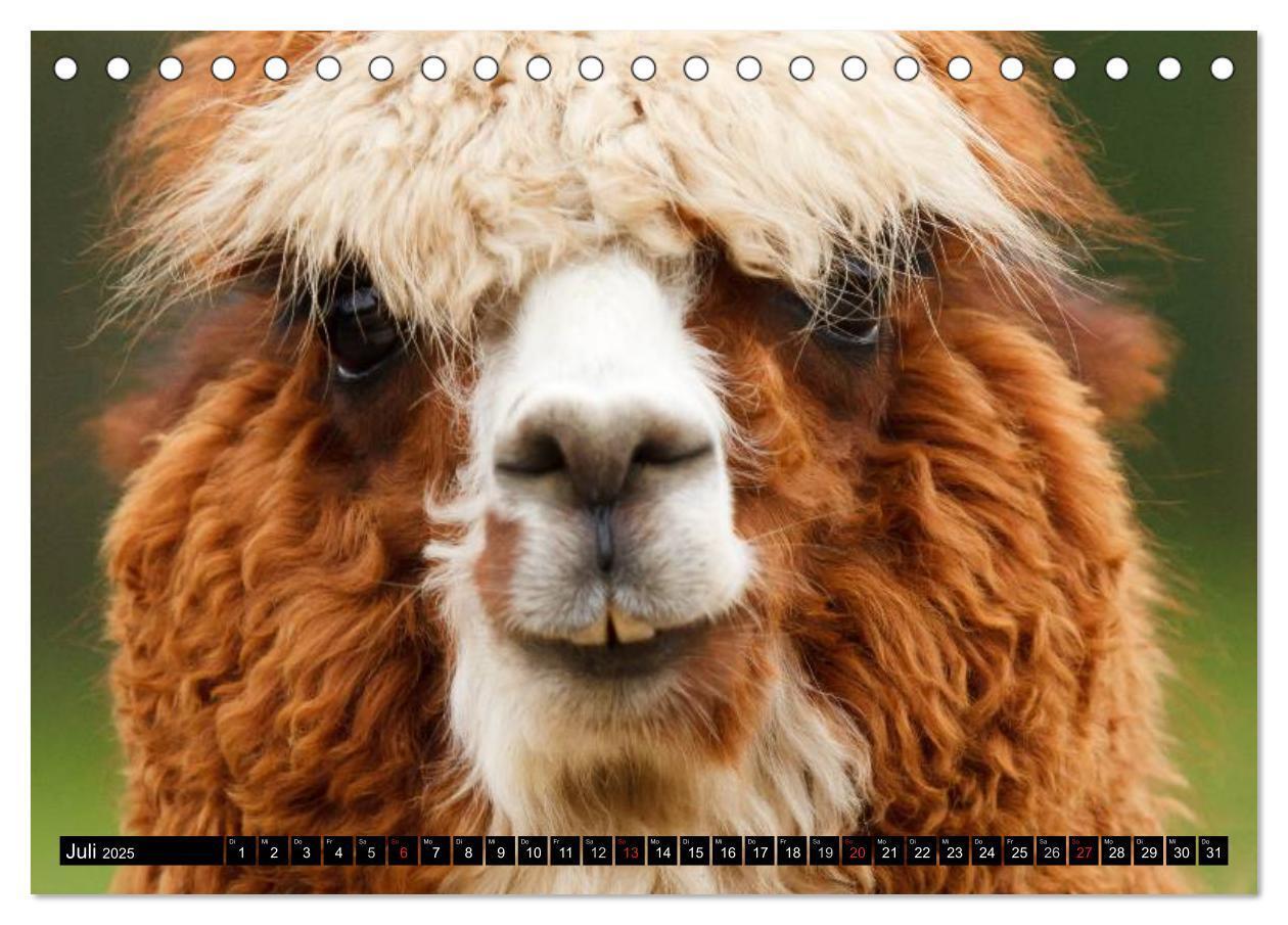 Bild: 9783435730926 | Alpakas und Lamas (Tischkalender 2025 DIN A5 quer), CALVENDO...