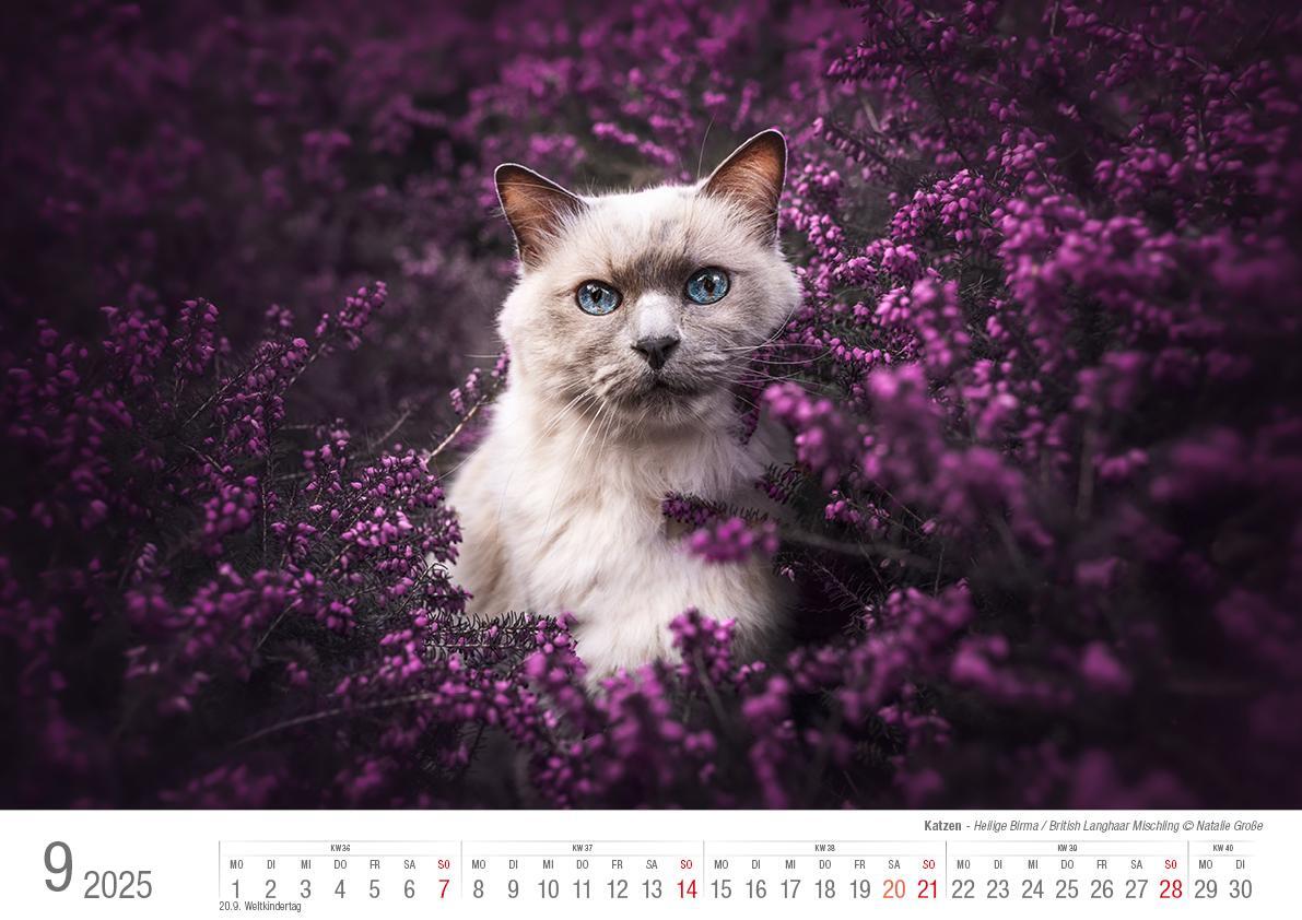 Bild: 9783965352360 | Katzen 2025 Bildkalender A3 quer - Natalie Große | Holger Klaes | 2025