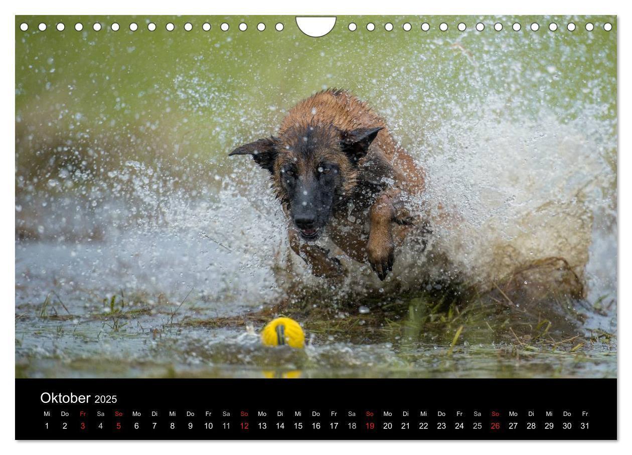 Bild: 9783435631919 | Belgischer Schäferhund - Der Malinois in Action (Wandkalender 2025...