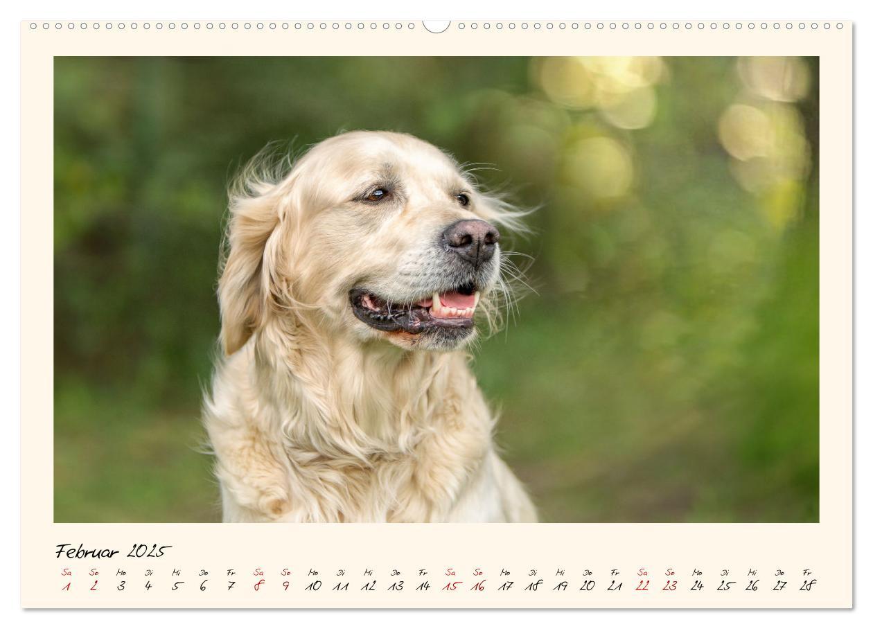 Bild: 9783383828355 | Golden Retriever... Herzenshunde (Wandkalender 2025 DIN A2 quer),...