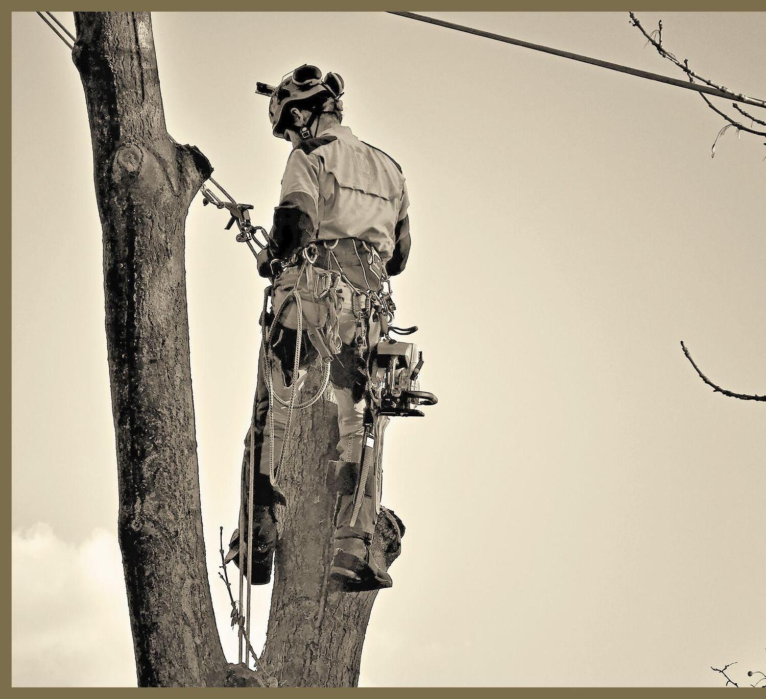 Bild: 9783426302187 | Die Baumhirten | Zwei Männer, eine Säge und der Wald | Peter Rammes