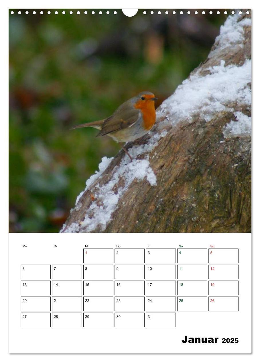 Bild: 9783457079669 | Heimische Singvögel (Wandkalender 2025 DIN A3 hoch), CALVENDO...