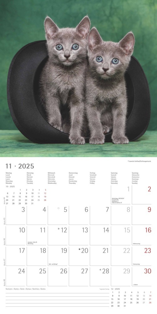 Bild: 4251732340681 | Katzenbabys 2025 - Broschürenkalender 30x30 cm (30x60 geöffnet) -...