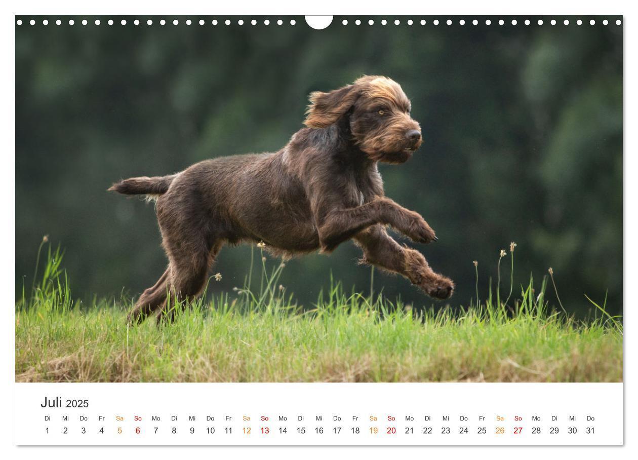 Bild: 9783457181430 | Treue Jagdgefährten - Jagdhunderassen im Portrait (Wandkalender...