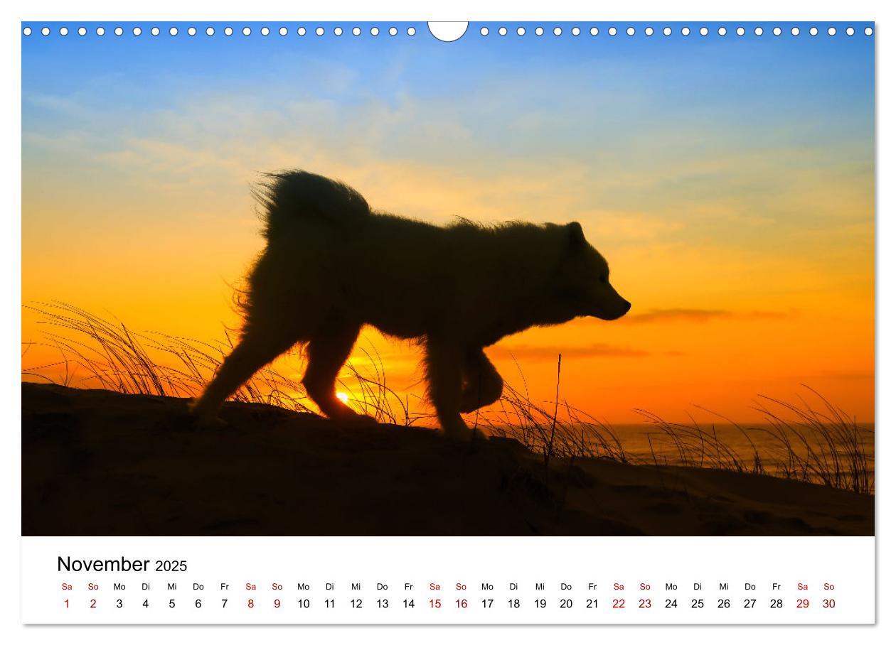 Bild: 9783435016099 | Ein Samojede am Meer (Wandkalender 2025 DIN A3 quer), CALVENDO...