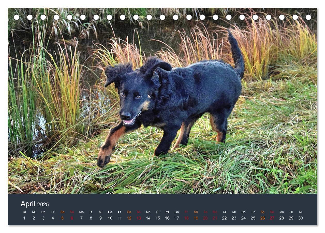 Bild: 9783435149056 | Ein Hovawart, ein Wachhund (Tischkalender 2025 DIN A5 quer),...