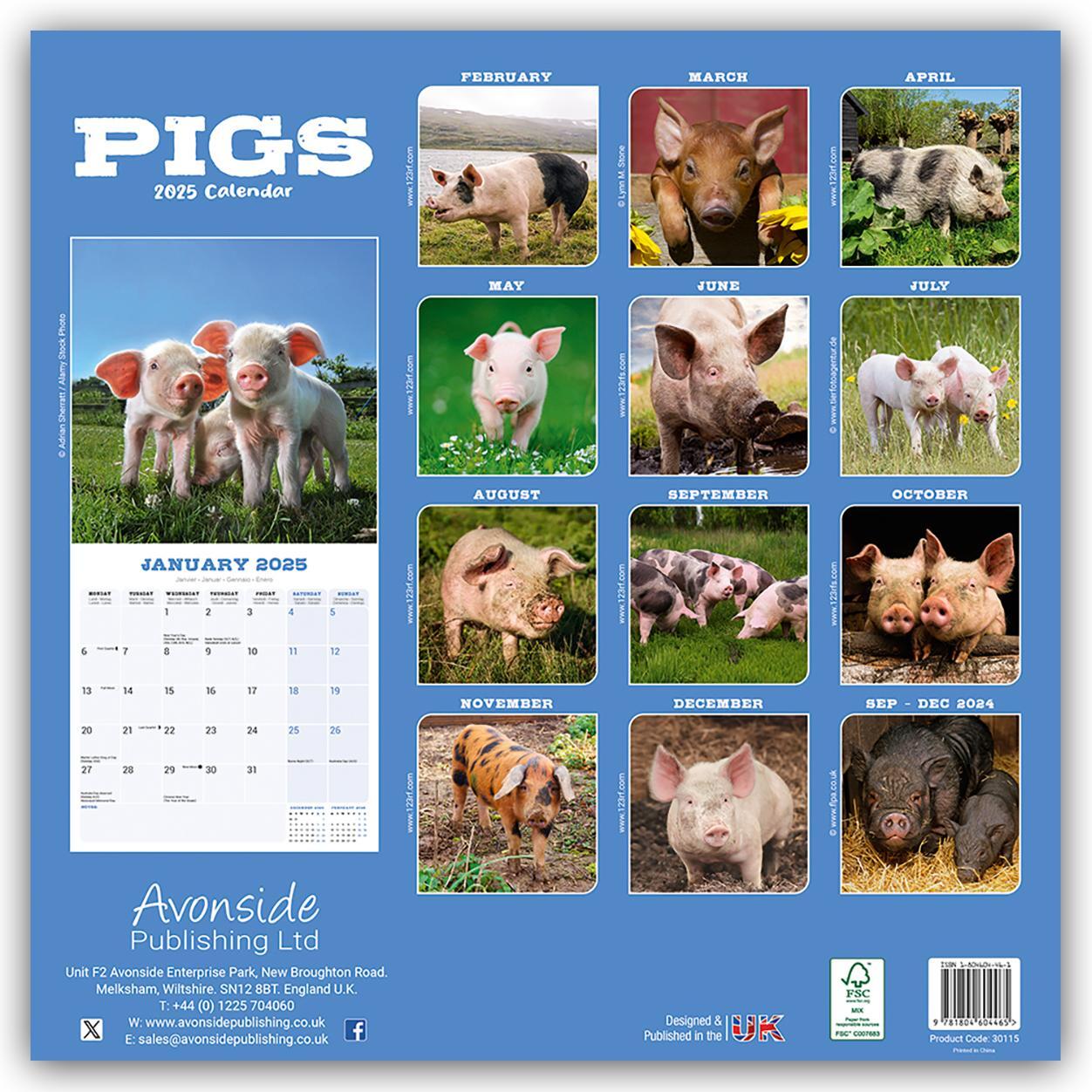 Rückseite: 9781804604465 | Pigs - Schweine 2025 - 16-Monatskalender | Avonside Publishing Ltd