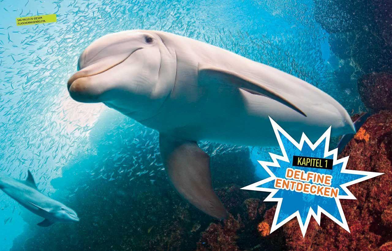 Bild: 9788854043305 | Superexperte: Delfine | National Geographic Kids | Jennifer Swanson
