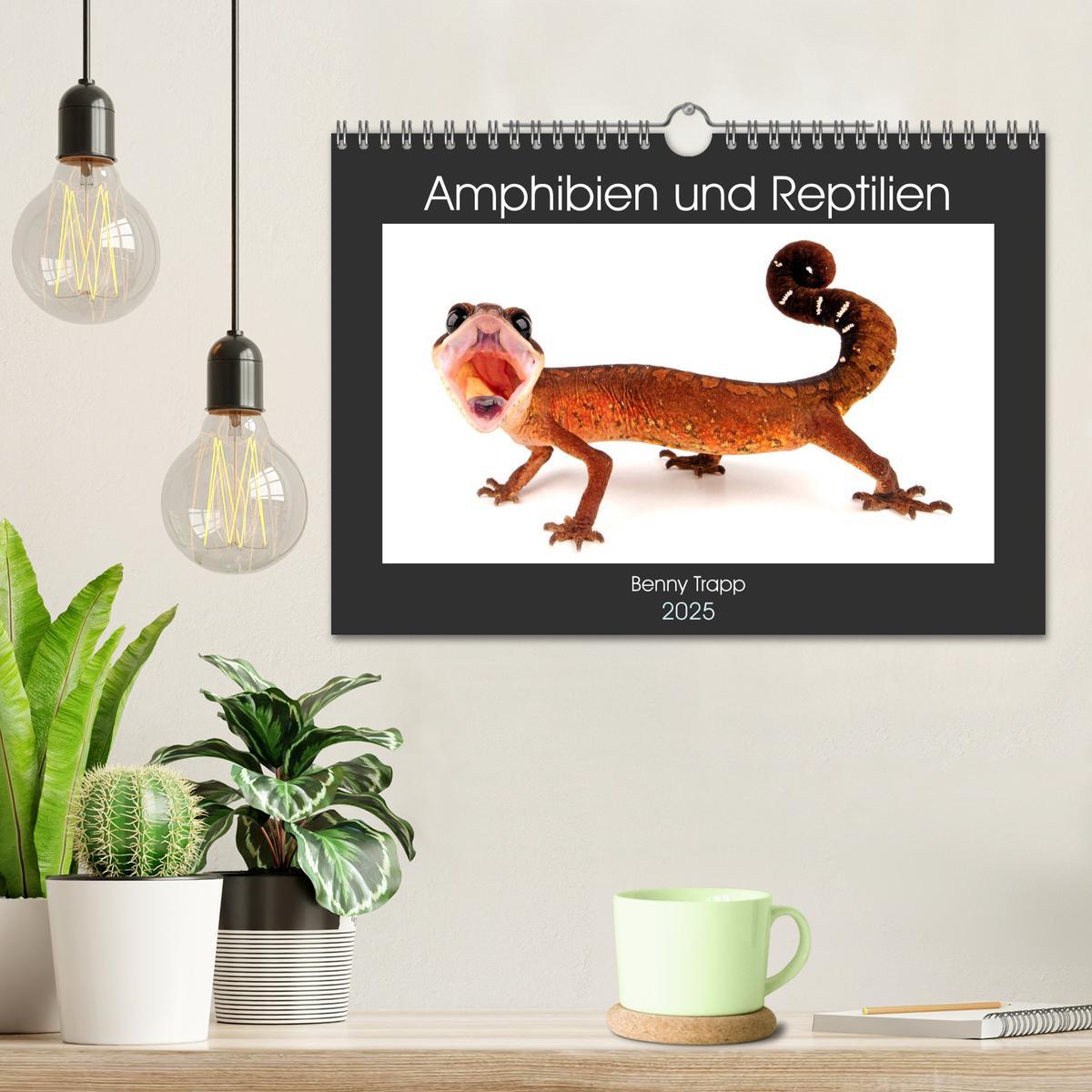 Bild: 9783435398966 | Amphibien und Reptilien (Wandkalender 2025 DIN A4 quer), CALVENDO...