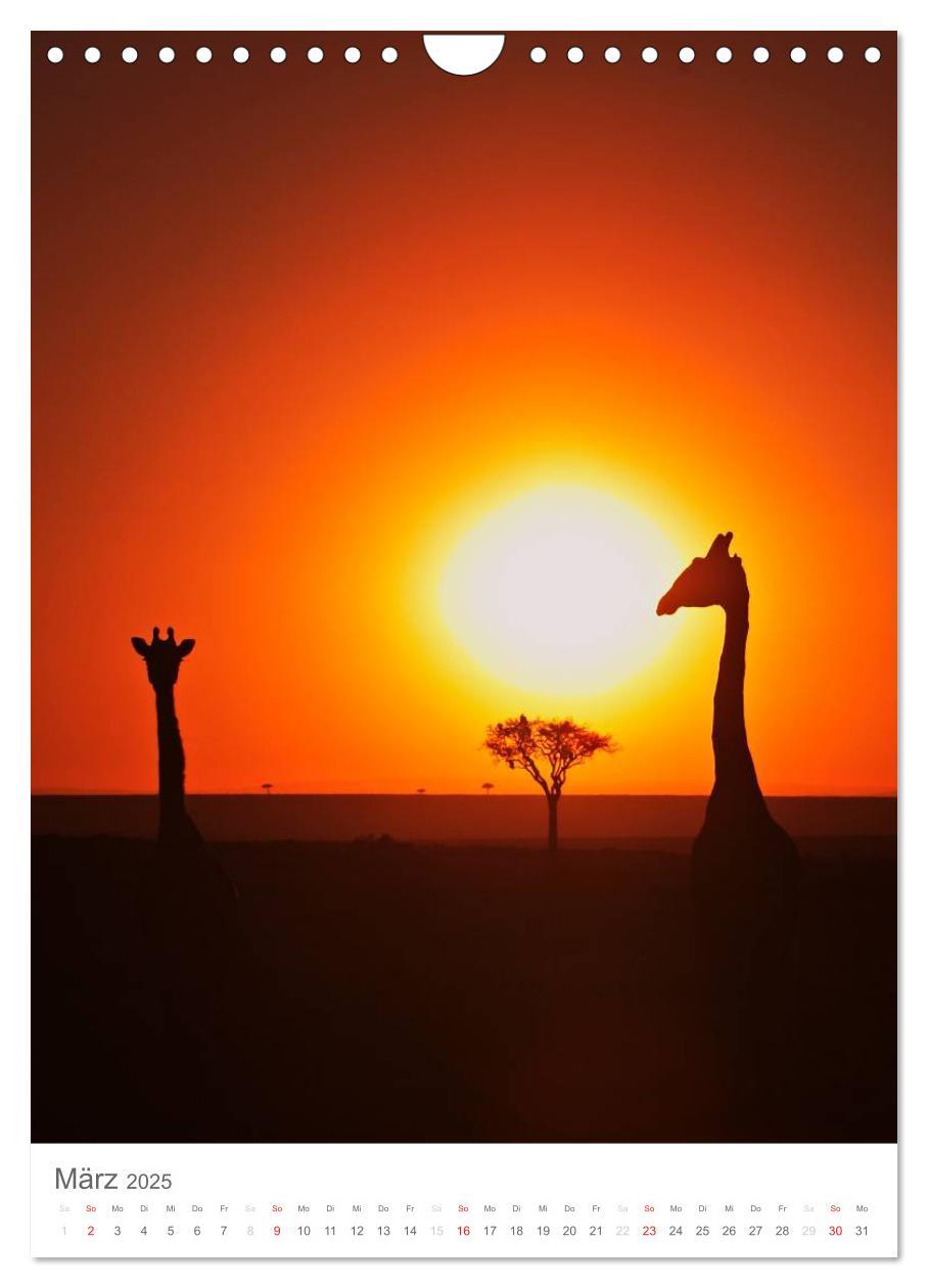 Bild: 9783457068939 | Magie des Augenblicks - Giraffen - Riesen der Savanne (Wandkalender...