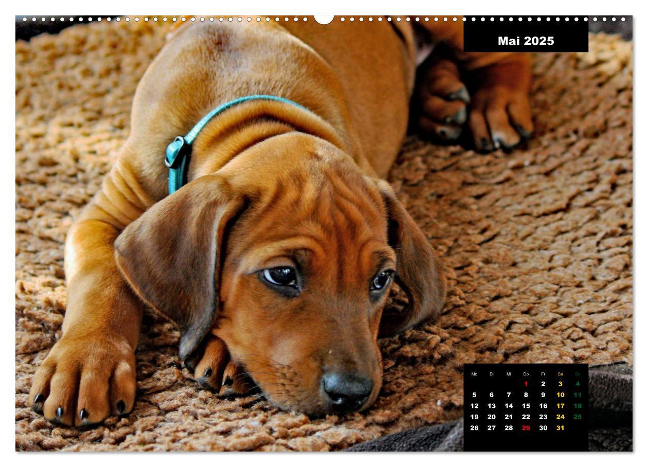 Bild: 9783383939075 | Rhodesian Ridgeback, Charmante Herzensbrecher (Wandkalender 2025...