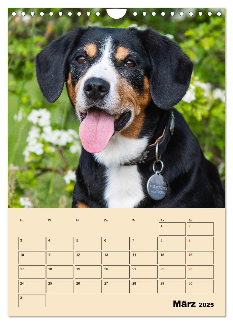 Bild: 9783435959198 | Jahresplaner Entlebucher Sennenhund (Wandkalender 2025 DIN A4...