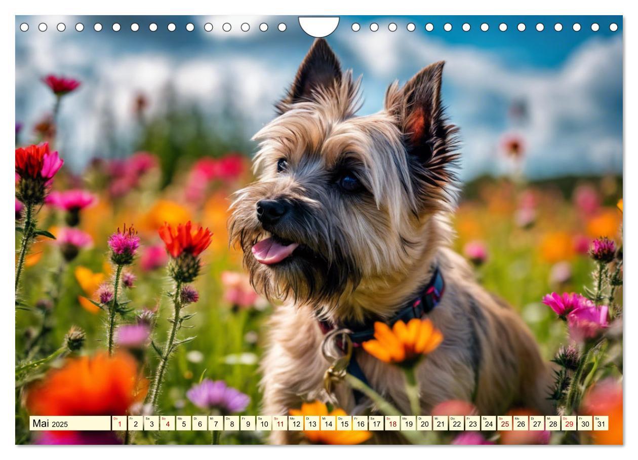 Bild: 9783435408429 | Cairn Terrier - lustiges Raubein aus Schottland (Wandkalender 2025...