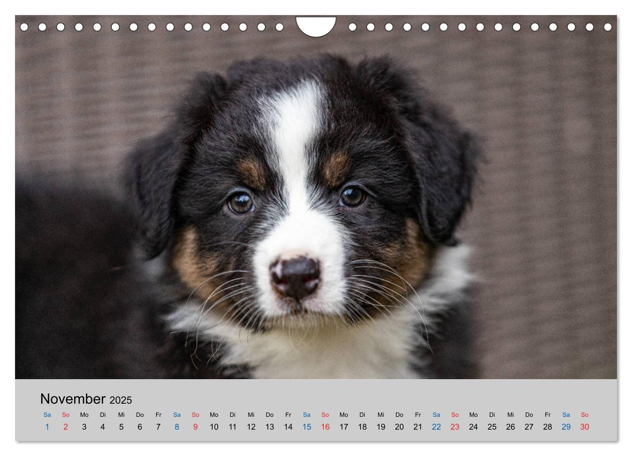 Bild: 9783435151394 | Australian Shepherd Welpen 2025 (Wandkalender 2025 DIN A4 quer),...