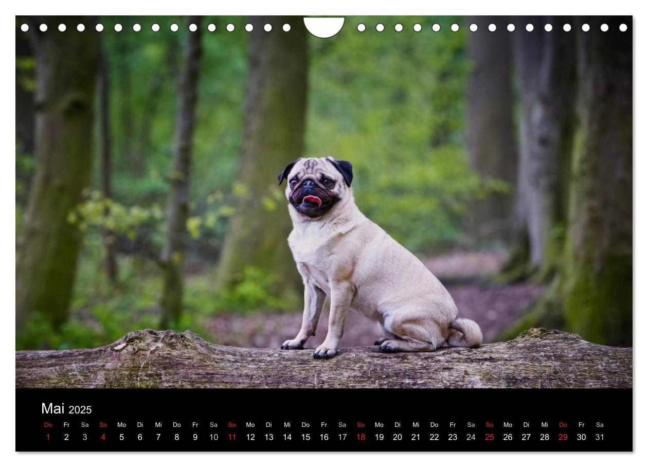 Bild: 9783435818198 | Mops 2025 (Wandkalender 2025 DIN A4 quer), CALVENDO Monatskalender