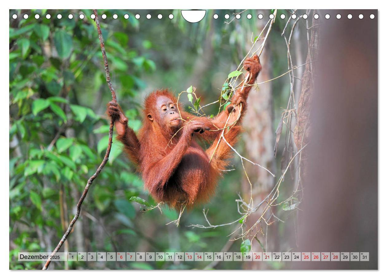 Bild: 9783435228133 | Orang Utans: Zu Besuch im Regenwald (Wandkalender 2025 DIN A4...