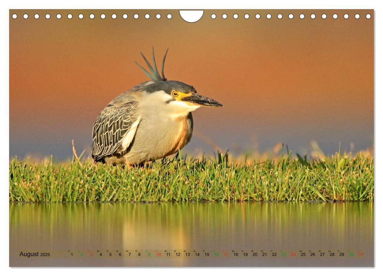 Bild: 9783435697809 | Vögel in Afrika - Magie der Farben (Wandkalender 2025 DIN A4 quer),...