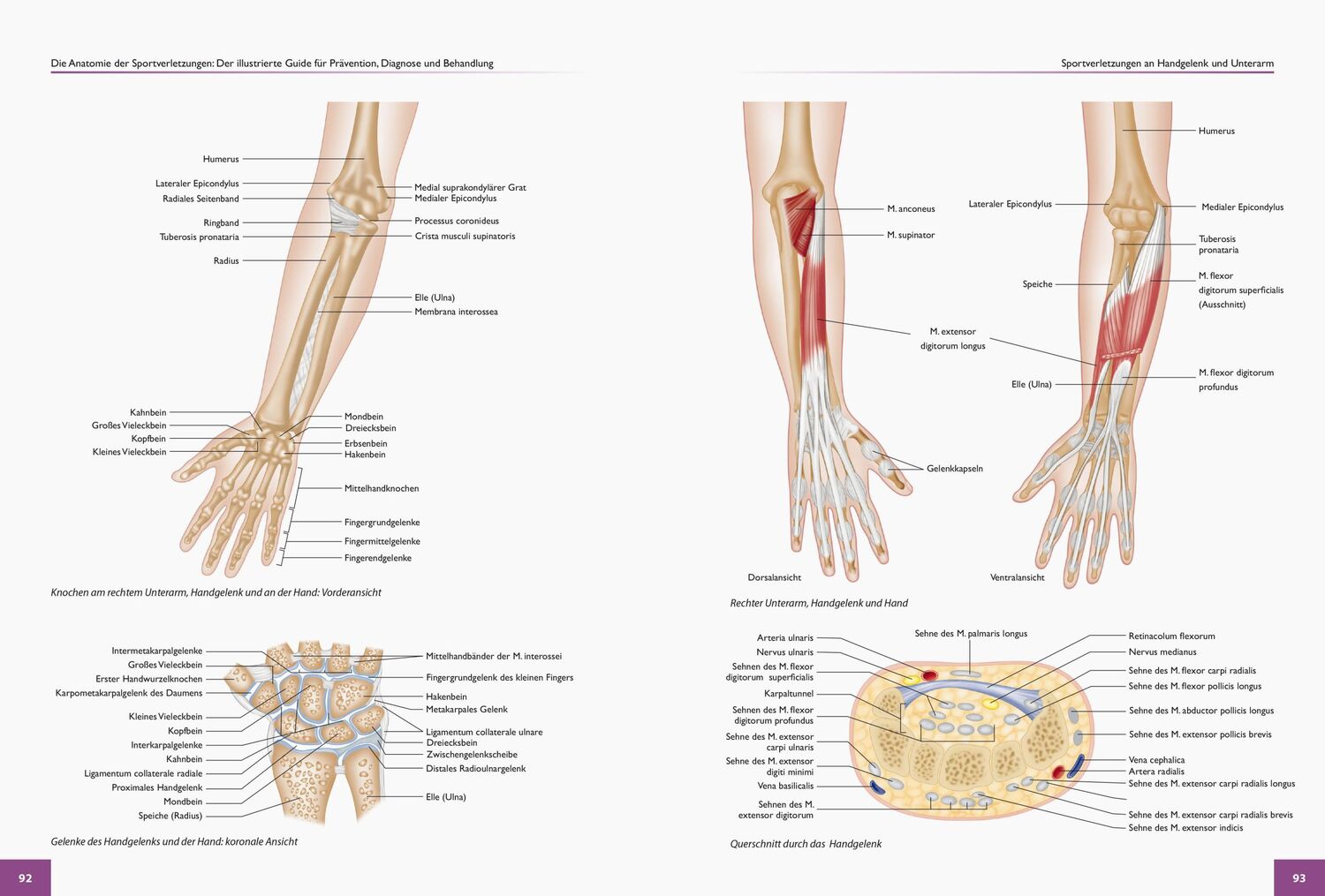 Bild: 9783767912335 | Die Anatomie der Sportverletzungen | Brad Walker | Taschenbuch | 2018