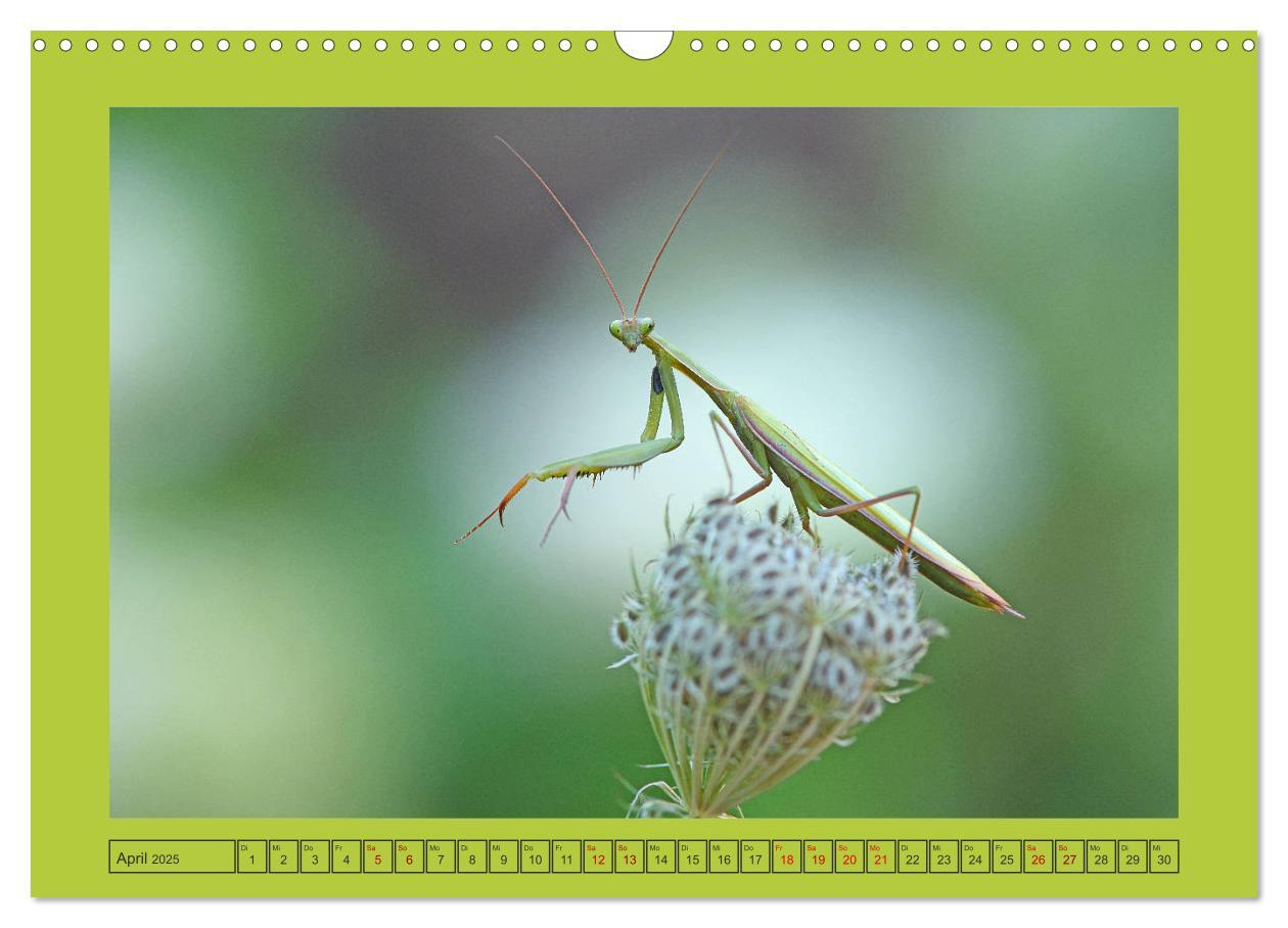 Bild: 9783435150380 | Die Gottesanbeterin Mantis Religiosa (Wandkalender 2025 DIN A3...