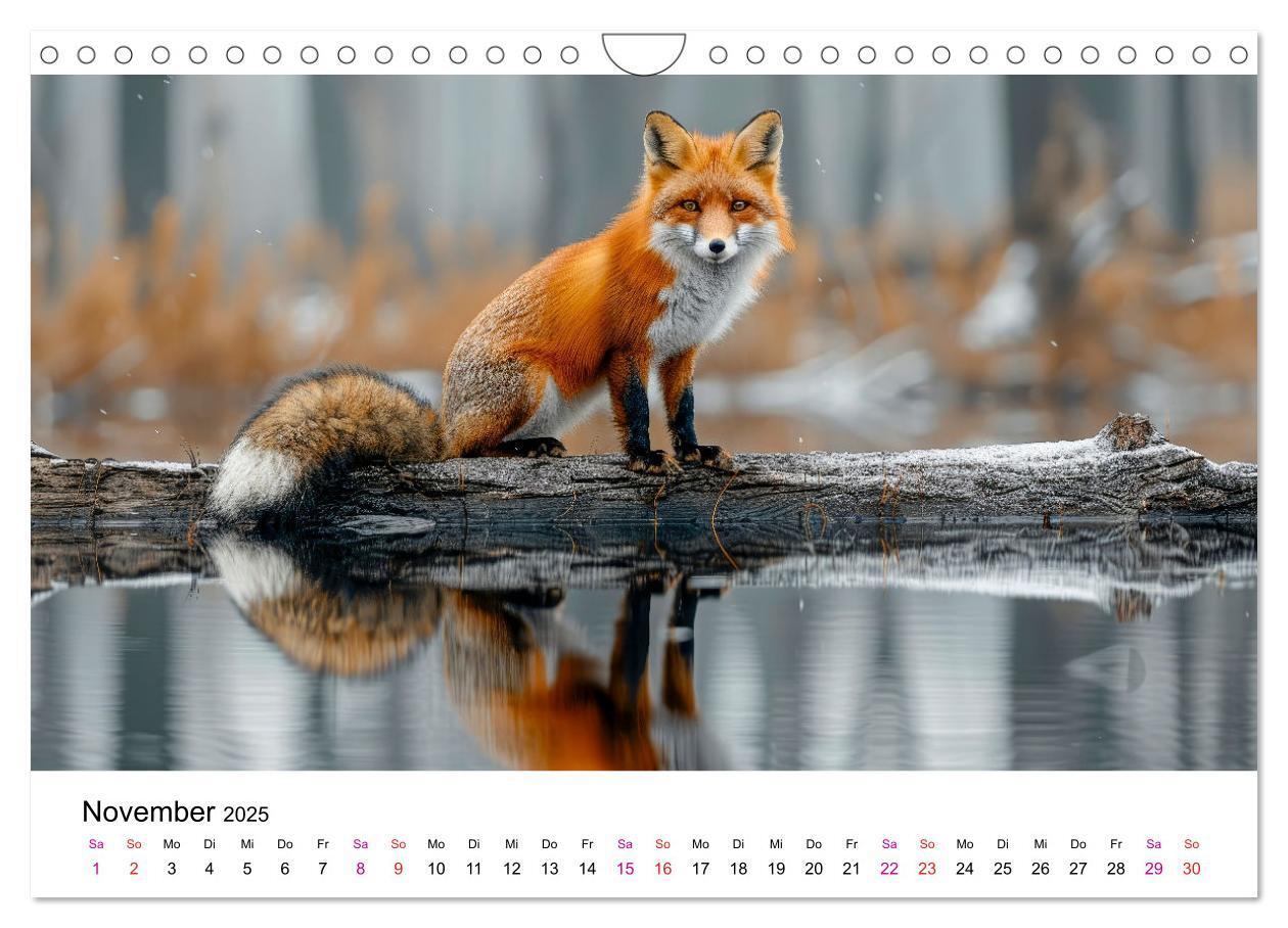 Bild: 9783383815126 | Fuchs - schöne Momente (Wandkalender 2025 DIN A4 quer), CALVENDO...