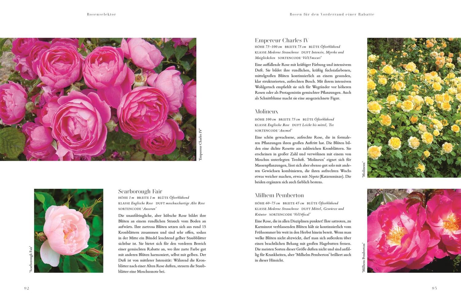 Bild: 9783831045259 | Rosen | Die schönsten Sorten auswählen, pflegen und gestalten | Buch