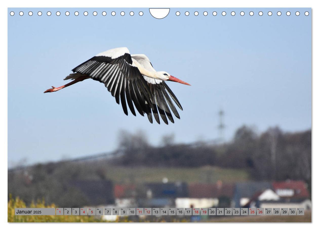 Bild: 9783435145720 | Zu Gast bei Familie Storch (Wandkalender 2025 DIN A4 quer),...