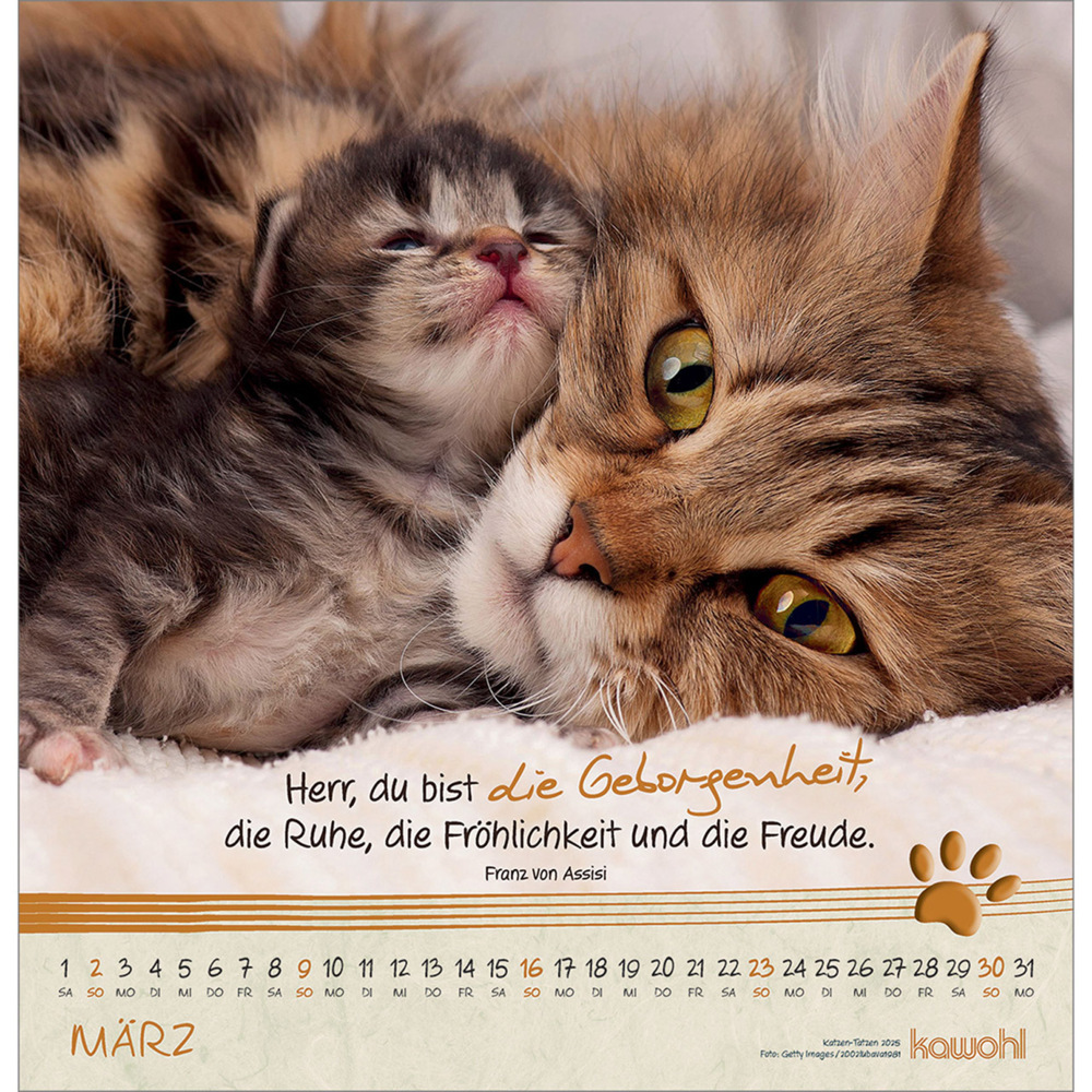 Bild: 9783754829851 | Kleine Katzen-Tatzen 2025 | Kalender | Spiralbindung. Spiralbindung