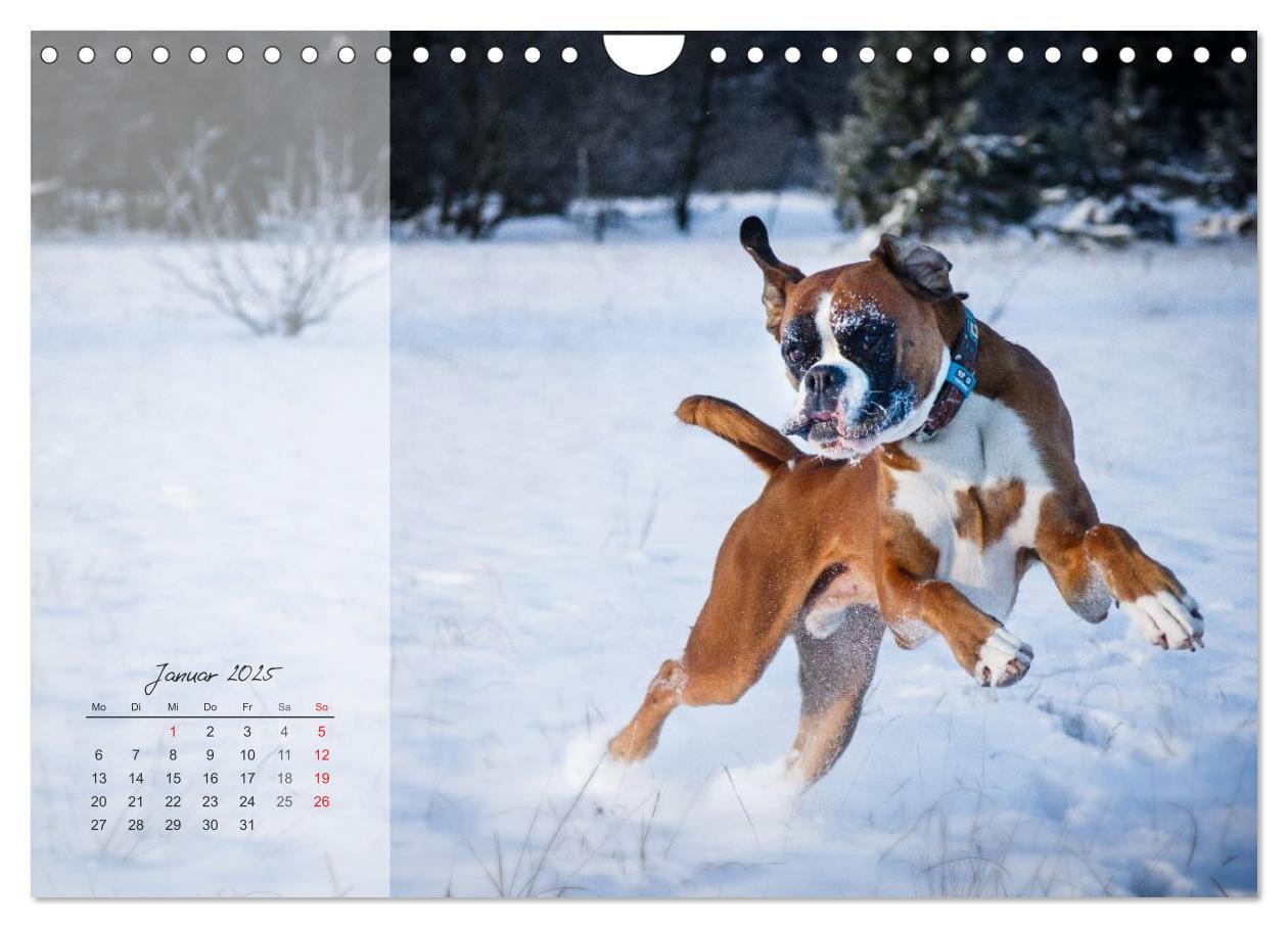 Bild: 9783435823345 | Deutscher Boxer 2025 (Wandkalender 2025 DIN A4 quer), CALVENDO...