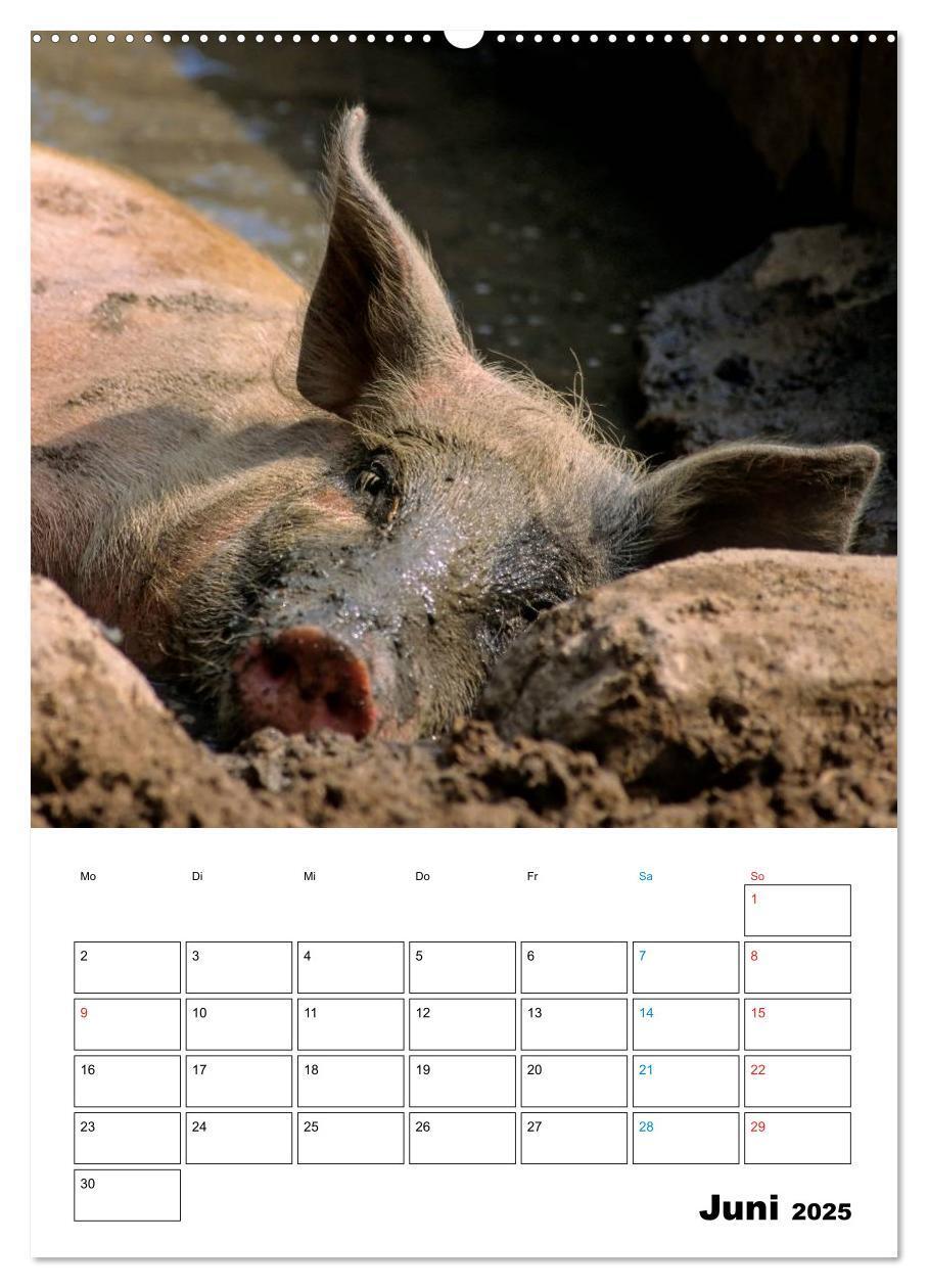 Bild: 9783457077382 | Schweine 2025 (Wandkalender 2025 DIN A2 hoch), CALVENDO Monatskalender