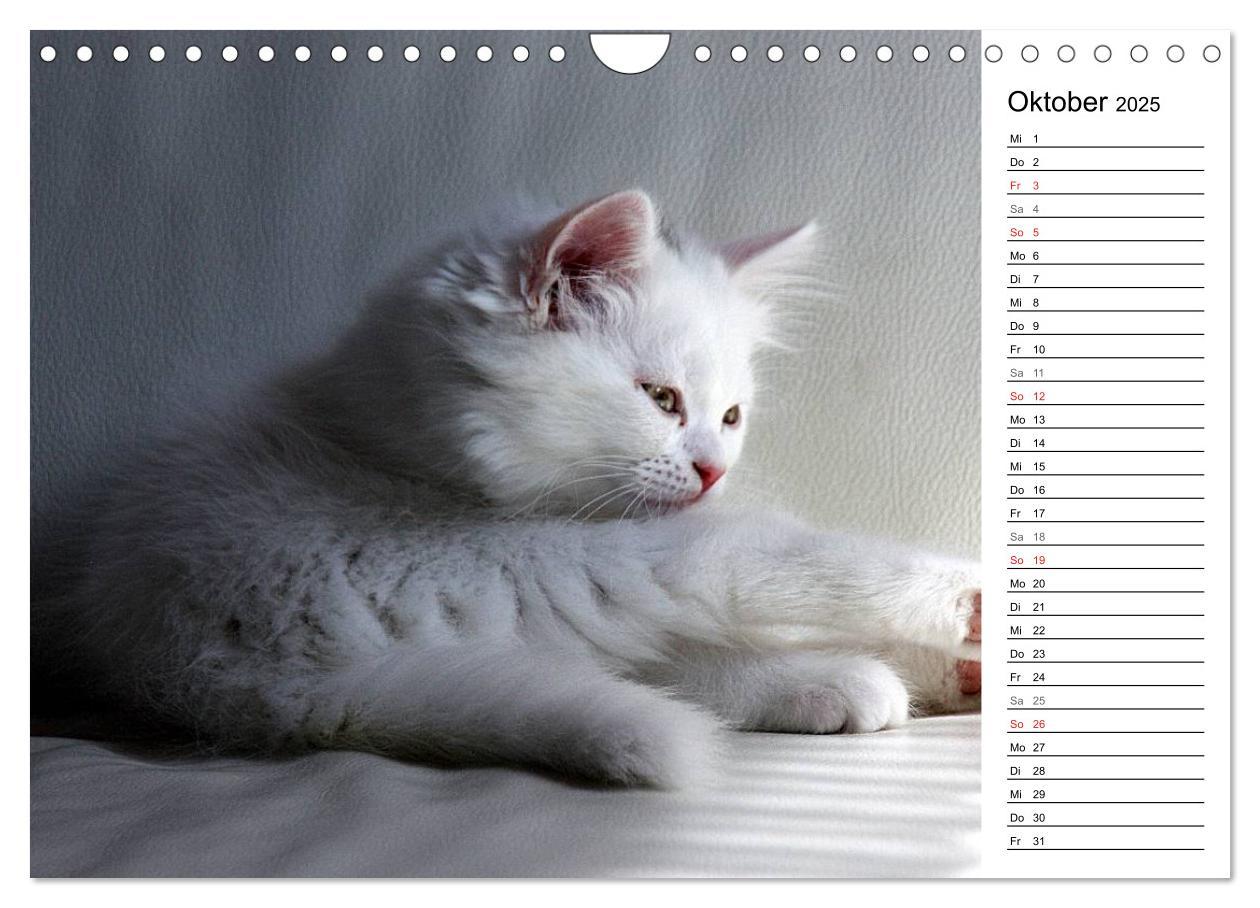 Bild: 9783435555758 | Aus der Kinderstube der Perserkatze (Wandkalender 2025 DIN A4...